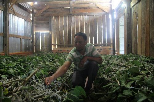 Cây giảm nghèo ở Tân Thanh