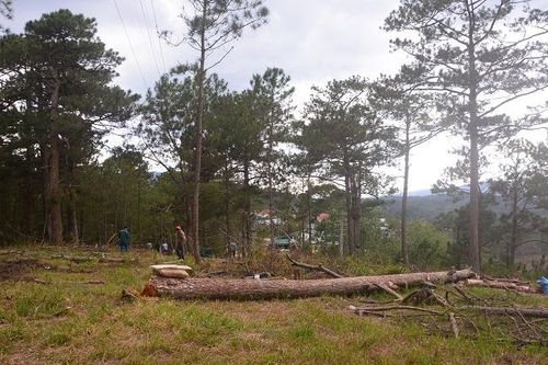 Táo tợn phân lô bán đất rừng ở Đà Lạt