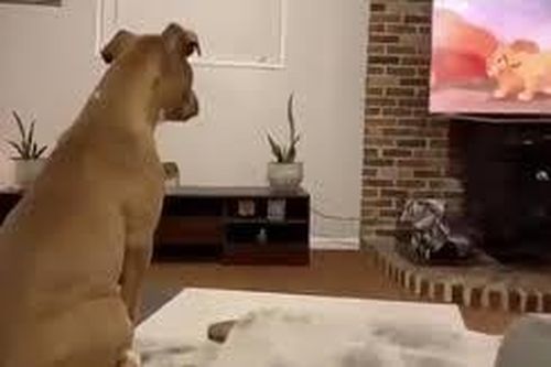 Video chú chó 'khóc' khi xem bộ phim hoạt hình yêu thích khiến nhiều người ngạc nhiên