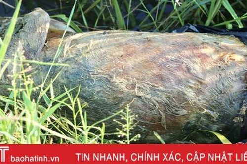 Rùng mình xác lợn chết trôi nổi trên kênh mương ở Cẩm Xuyên