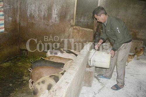 Nghệ An: Nhiều trang trại nuôi lợn không tái đàn