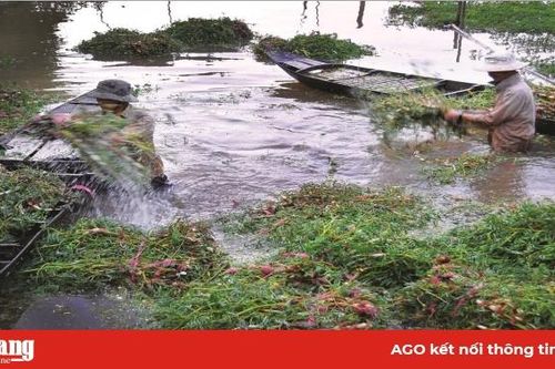 Tăng thu nhập dựa vào mùa nước nổi