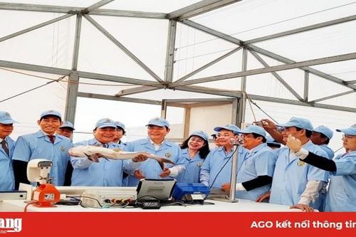 Hấp dẫn cá tra giống