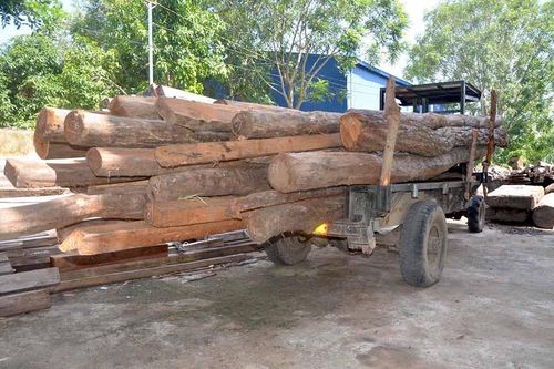 Ayun Pa: 2 ngày phát hiện 5 vụ vi phạm Luật Lâm nghiệp