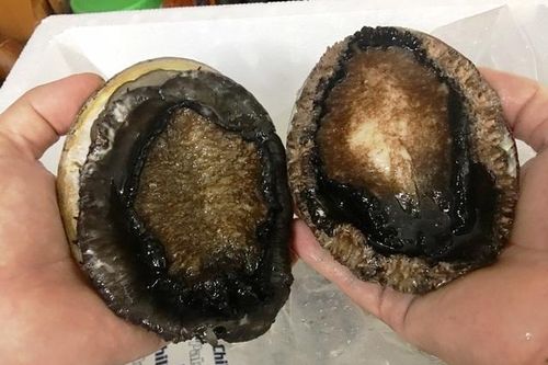 Tranh nhau 'săn' bào ngư Úc 'siêu to, khổng lồ' giá nửa chỉ vàng/kg