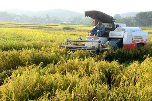 Sản xuất vụ mùa: Lúa chất lượng cao lên ngôi