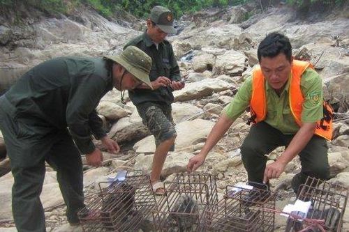 Kinh tế Nông nghiệp - Nông thôn Cứu hộ, tái thả thành công nhiều động vật hoang dã