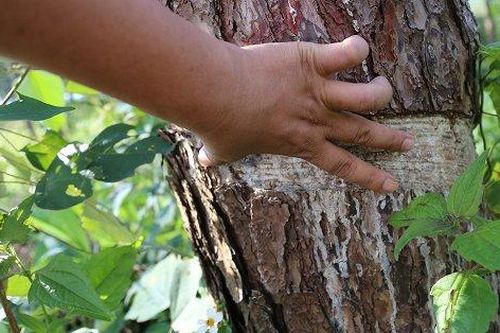 Đắk Nông: Yêu cầu Chủ tịch tỉnh báo cáo về việc rừng thông phòng hộ bị đầu độc