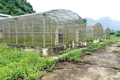 Lãng phí hệ thống vườn ươm cây giống ở Bắc Cạn