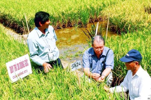 Làm mới hạt gạo miền Tây