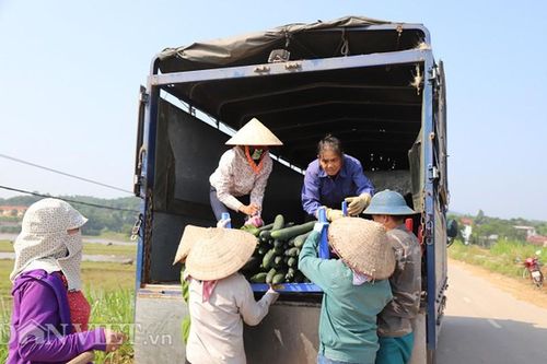 Phú Thọ: Dân thắng lớn vì trồng bí xanh lại thu được 'vàng'
