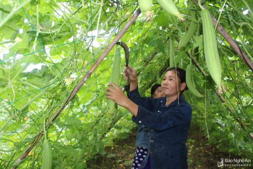 Những cách làm hay tăng thu nhập cho người dân ở huyện Anh Sơn
