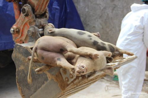 Tiêu hủy trên 161 tấn lợn trong một ngày ở Nghệ An