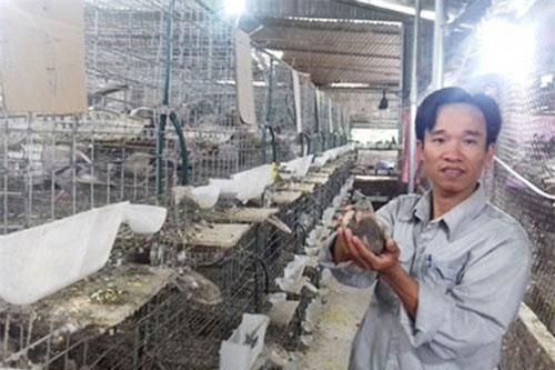 Phú Thọ: Hành trình chăn nuôi chuyên nghiệp của Giám đốc HTX