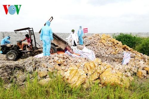 Lâm Đồng thiệt hại hơn 156 tỷ đồng vì dịch tả lợn