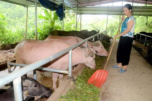 Liên kết chăn nuôi trâu vỗ béo ở Thượng Lâm