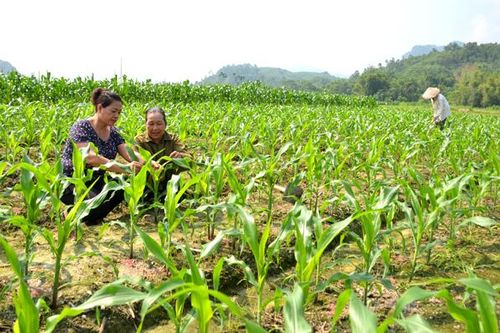 Ngô đông xanh đồng Hòa Phú