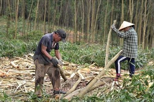 Kinh tế Nông nghiệp - Nông thôn Sai phạm trong giao và quản lý rừng ở Phú Lộc - Bài 3: Giải quyết hợp tình, hợp lý