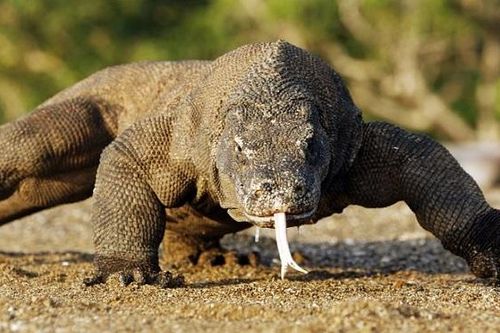 Indonesia sẽ xây dựng Bảo tàng rồng Komodo