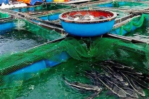 Quảng Ngãi: Hỗ trợ nuôi trồng thủy sản trên đảo Lý Sơn