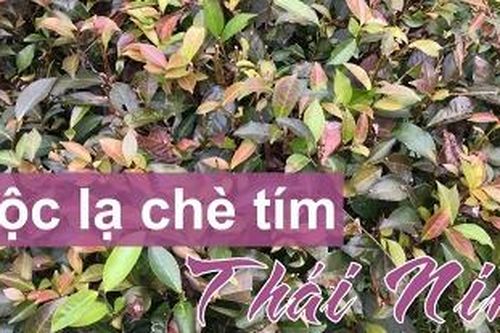 Độc lạ chè tím Thái Ninh