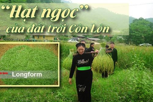 'Hạt ngọc' của đất trời Côn LônĐiểm hẹn trong mây Trái ngọt Xuân VânTuổi trẻ Na Hang sáng tạo sản phẩm du lịchLâm Bình phát triển dịch vụ du lịch homestay Bí thư Chi bộ Bản Cuôn miệng nói tay làmĐi dân nhớ, ở dân thương