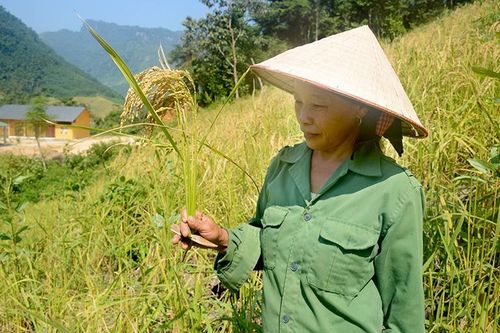 Mùa vàng trên nương