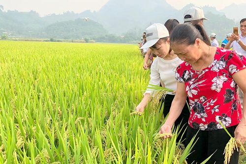 Chuyển dịch cơ cấu giống lúa: Ưu tiên lựa chọn giống năng suất, chất lượng