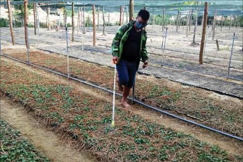 Đời sống Trồng sâm… chống phá rừng