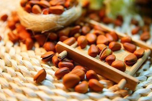 Sự thực ít ai hay về hạt thông quen thuộc