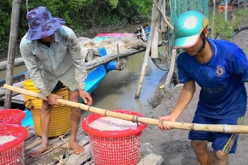 Ruốc được mùa, giá rớt thảm
