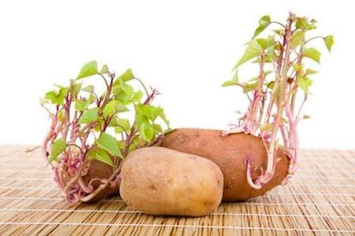Những loại củ mọc mầm cực độc, biết mà tránh kẻo 'tàn đời'