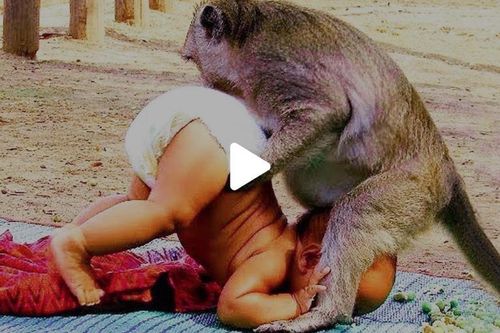 Hài hước clip thú cưng chơi khăm chủ nhân tí hon