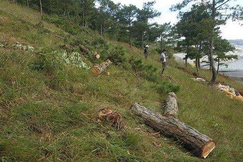 Xác định chủ mưu vụ phá rừng thông Đà Lạt để lấn chiếm trái phép hơn 1.000 m2 đất