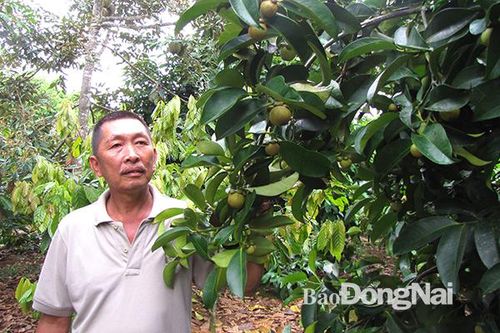Nâng cao chất lượng hoạt động tổ hợp tác, hợp tác xã