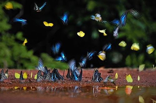 Thêm 2 tác giả Đồng Nai trở thành hội viên Hội Nghệ sĩ nhiếp ảnh Việt Nam