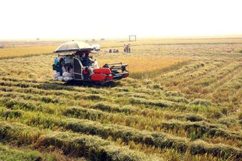 Yên Khánh: Cơ bản thu hoạch xong lúa mùa