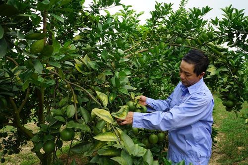 Nông dân 'bắt' đất cằn cho trái ngọt