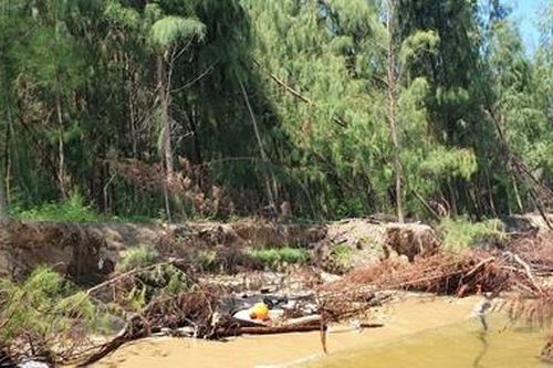 Rừng thông phòng hộ ven biển Cửa Đại sạt lở nghiêm trọng