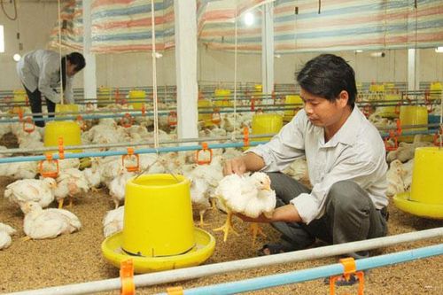 Giá gà công nghiệp giảm sâu sau nhiều năm: Giải 'bài toán' chăn nuôi tự phát