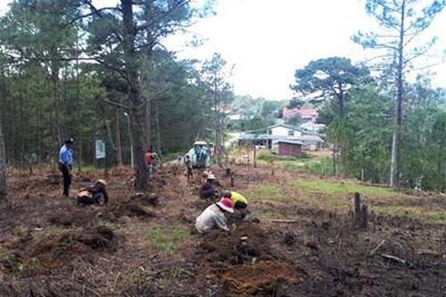 Đà Lạt trồng lại rừng trên đất rừng bị lấn chiếm