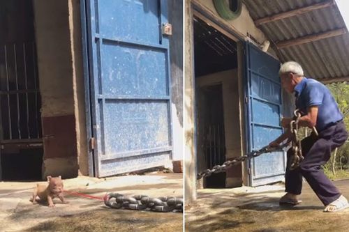 Ngỡ ông lão giằng co với thú cưng 'quái vật', té ngửa chứng kiến...