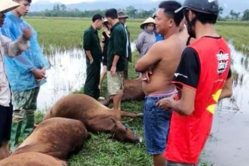 1 người nguy kịch, 6 con bò bị chết vì sét đánh