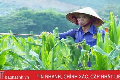 Ngô đông Hà Tĩnh trong 'tầm ngắm' của nhiều loại sâu bệnh