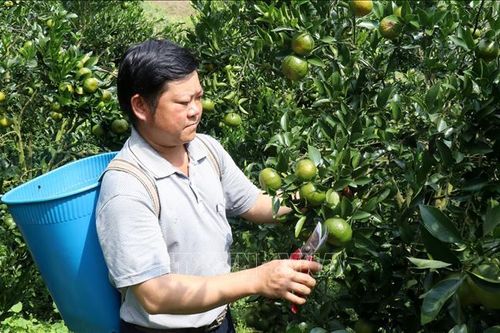 Những đồi quýt bạc tỷ nơi vùng cao biên giới