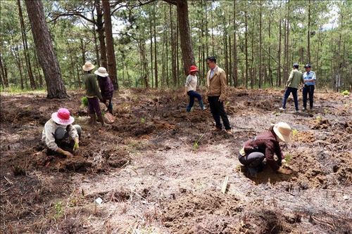 Trồng lại rừng thông tại khu vực bị phân lô bán nền trái phép ở Đà Lạt
