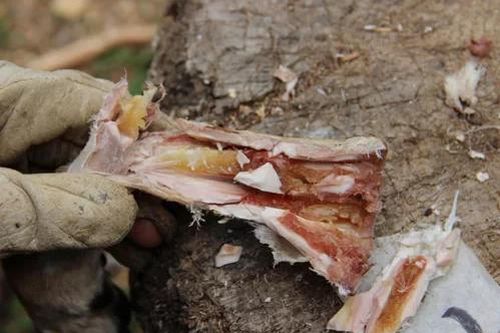 Cách người tiền sử bảo quản tủy xương