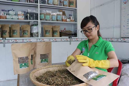 An Khê: Quan tâm hỗ trợ hợp tác xã
