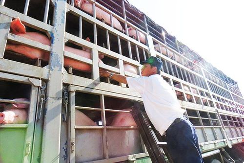 Heo xuất bán ngoại tỉnh tăng mạnh