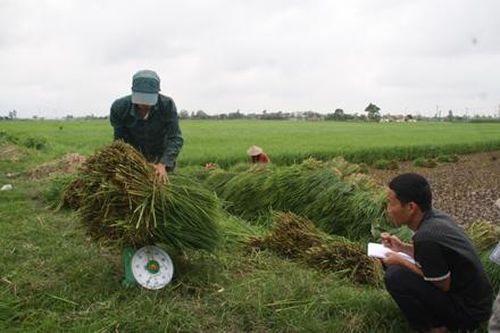 Yên Khánh: Phòng trừ hiệu quả lúa cỏ